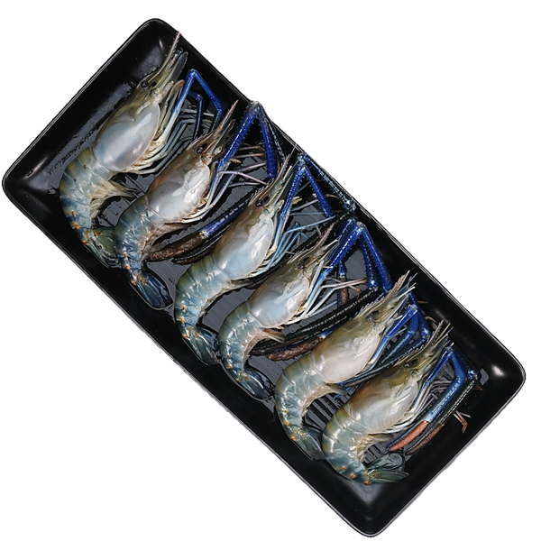 กุ้งก้ามกราม ขนาด 11-15 ตัว/กก. 1 กก.