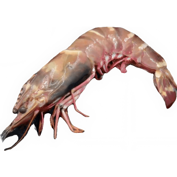 กุ้งลายเสือ ขนาด 21-25 ตัว/กก. 1 กก.